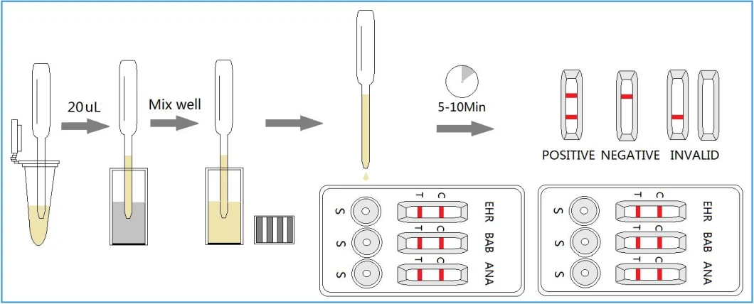 EHR ANA BAB (Ehrlichia Anaplasma Babesia) - Pet Care (1 kit)