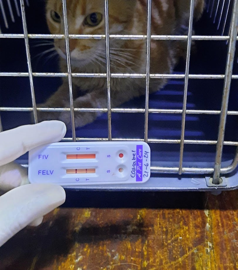 FELV+FIV (Sida + Leucemia Felina) - A Pet Care - (1kit)