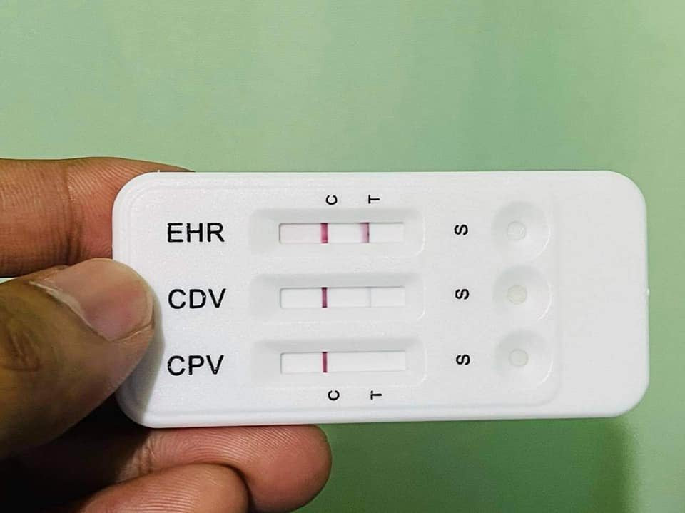 CDV+CPV+EHR (Distemper + Parvovirus  + Ehrlichia)