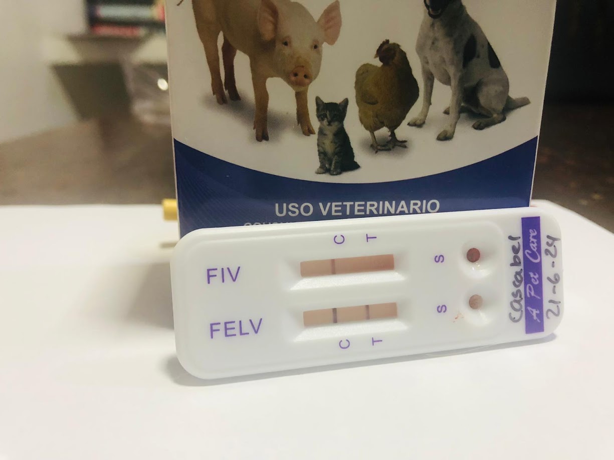 FELV+FIV (Sida + Leucemia Felina) - A Pet Care - (1kit)